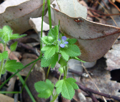 APII jpeg image of Veronica hederifolia  © contact APII