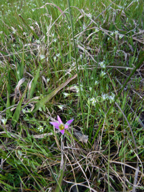 APII jpeg image of Romulea rosea var. australis  © contact APII