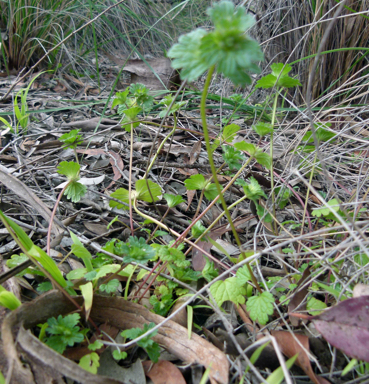 APII jpeg image of Lamium amplexicaule  © contact APII