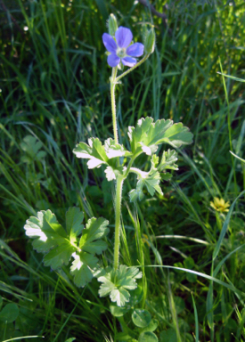 APII jpeg image of Erodium crinitum  © contact APII