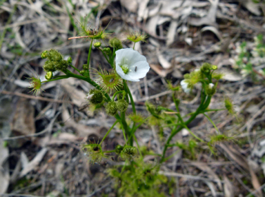 APII jpeg image of Drosera hookeri  © contact APII