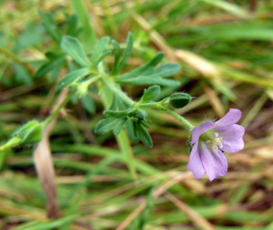 APII jpeg image of Geranium solanderi var. solanderi  © contact APII