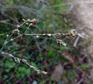 APII jpeg image of Polygonum bellardii  © contact APII