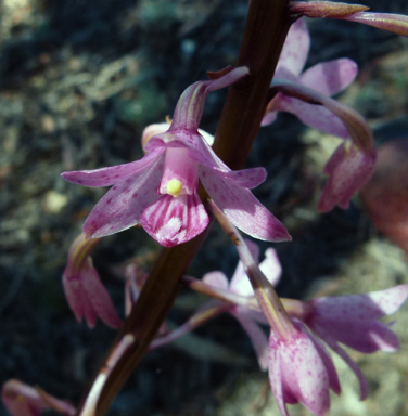 APII jpeg image of Dipodium roseum  © contact APII