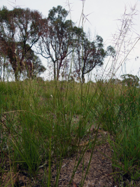 APII jpeg image of Aristida vagans  © contact APII