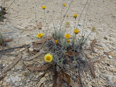 APII jpeg image of Leucochrysum albicans var. albicans  © contact APII