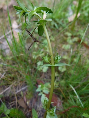 APII jpeg image of Gratiola pumilo  © contact APII