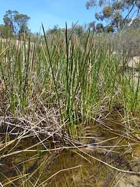 APII jpeg image of Eleocharis sphacelata  © contact APII