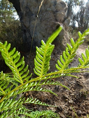 APII jpeg image of Pteridium esculentum  © contact APII