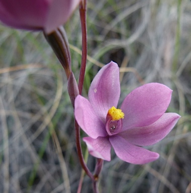 APII jpeg image of Thelymitra irregularis  © contact APII