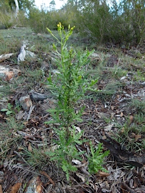 APII jpeg image of Senecio hispidulus  © contact APII