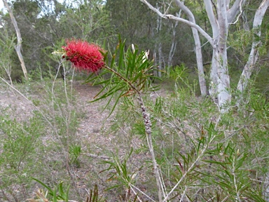 APII jpeg image of Melaleuca phoenicea  © contact APII