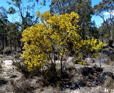 APII jpeg image of Acacia rubida  © contact APII