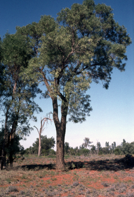 APII jpeg image of Atalaya hemiglauca  © contact APII