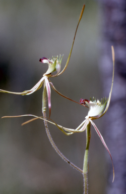 APII jpeg image of Caladenia dilatata  © contact APII