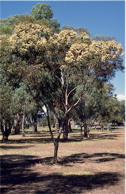 APII jpeg image of Eucalyptus albida  © contact APII