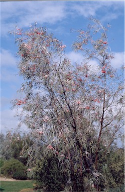 APII jpeg image of Eucalyptus caesia  © contact APII