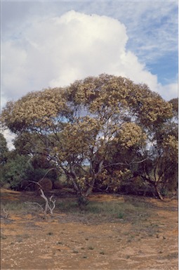 APII jpeg image of Eucalyptus calycogona  © contact APII