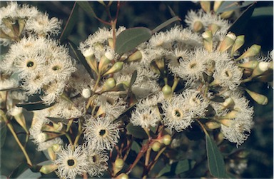 APII jpeg image of Eucalyptus calycogona  © contact APII