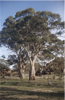 APII jpeg image of Eucalyptus camaldulensis  © contact APII