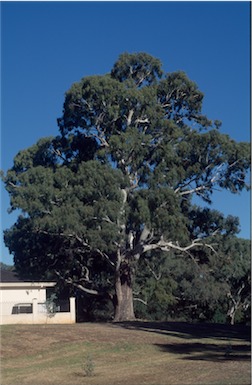 APII jpeg image of Eucalyptus camaldulensis  © contact APII