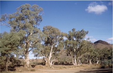 APII jpeg image of Eucalyptus camaldulensis  © contact APII