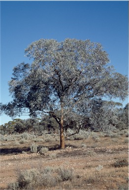 APII jpeg image of Eucalyptus campaspe  © contact APII