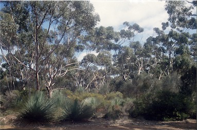 APII jpeg image of Eucalyptus cladocalyx  © contact APII