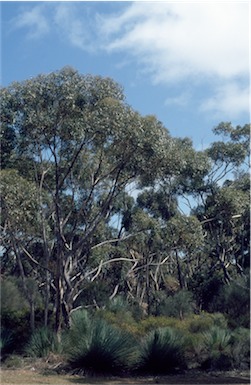 APII jpeg image of Eucalyptus cladocalyx  © contact APII