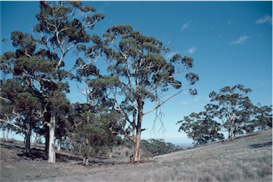 APII jpeg image of Eucalyptus cladocalyx  © contact APII