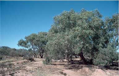 APII jpeg image of Eucalyptus coolibah subsp. arida  © contact APII