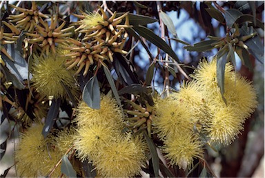 APII jpeg image of Eucalyptus cornuta  © contact APII