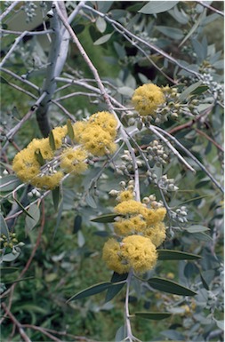 APII jpeg image of Eucalyptus eucentrica  © contact APII