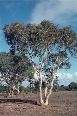 APII jpeg image of Eucalyptus fasciculosa  © contact APII