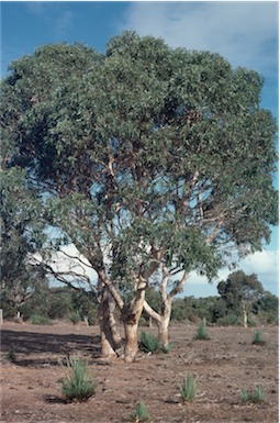 APII jpeg image of Eucalyptus fasciculosa  © contact APII