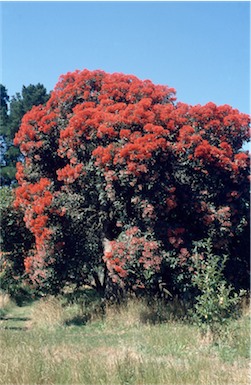 APII jpeg image of Corymbia ficifolia  © contact APII