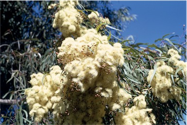 APII jpeg image of Corymbia maculata  © contact APII