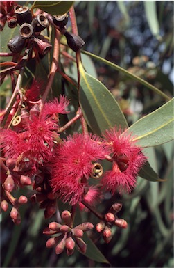 APII jpeg image of Eucalyptus lansdowneana  © contact APII