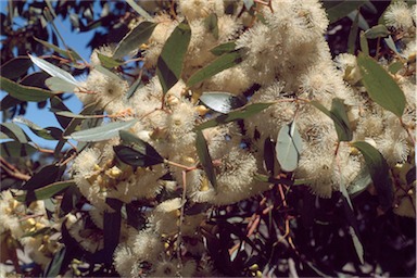 APII jpeg image of Eucalyptus incrassata  © contact APII