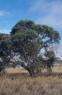 APII jpeg image of Eucalyptus incrassata  © contact APII