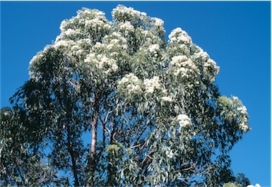 APII jpeg image of Corymbia gummifera  © contact APII