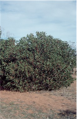 APII jpeg image of Eucalyptus grossa  © contact APII