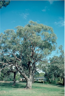 APII jpeg image of Eucalyptus microcarpa  © contact APII