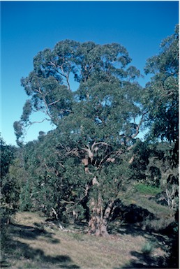 APII jpeg image of Eucalyptus  obliqua  © contact APII