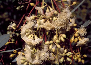 APII jpeg image of Eucalyptus oleosa  © contact APII