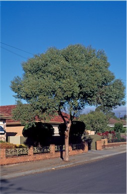 APII jpeg image of Eucalyptus platypus  © contact APII