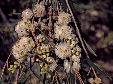 APII jpeg image of Eucalyptus pulchella  © contact APII