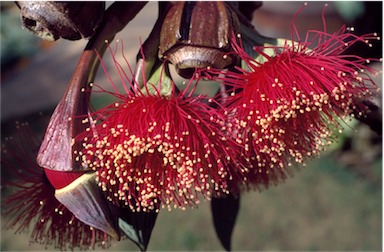 APII jpeg image of Eucalyptus pyriformis  © contact APII