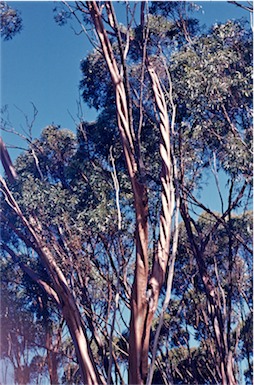 APII jpeg image of Eucalyptus salubris  © contact APII