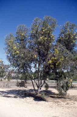 APII jpeg image of Eucalyptus  stricklandii  © contact APII